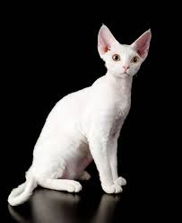 Pisisca Devon Rex